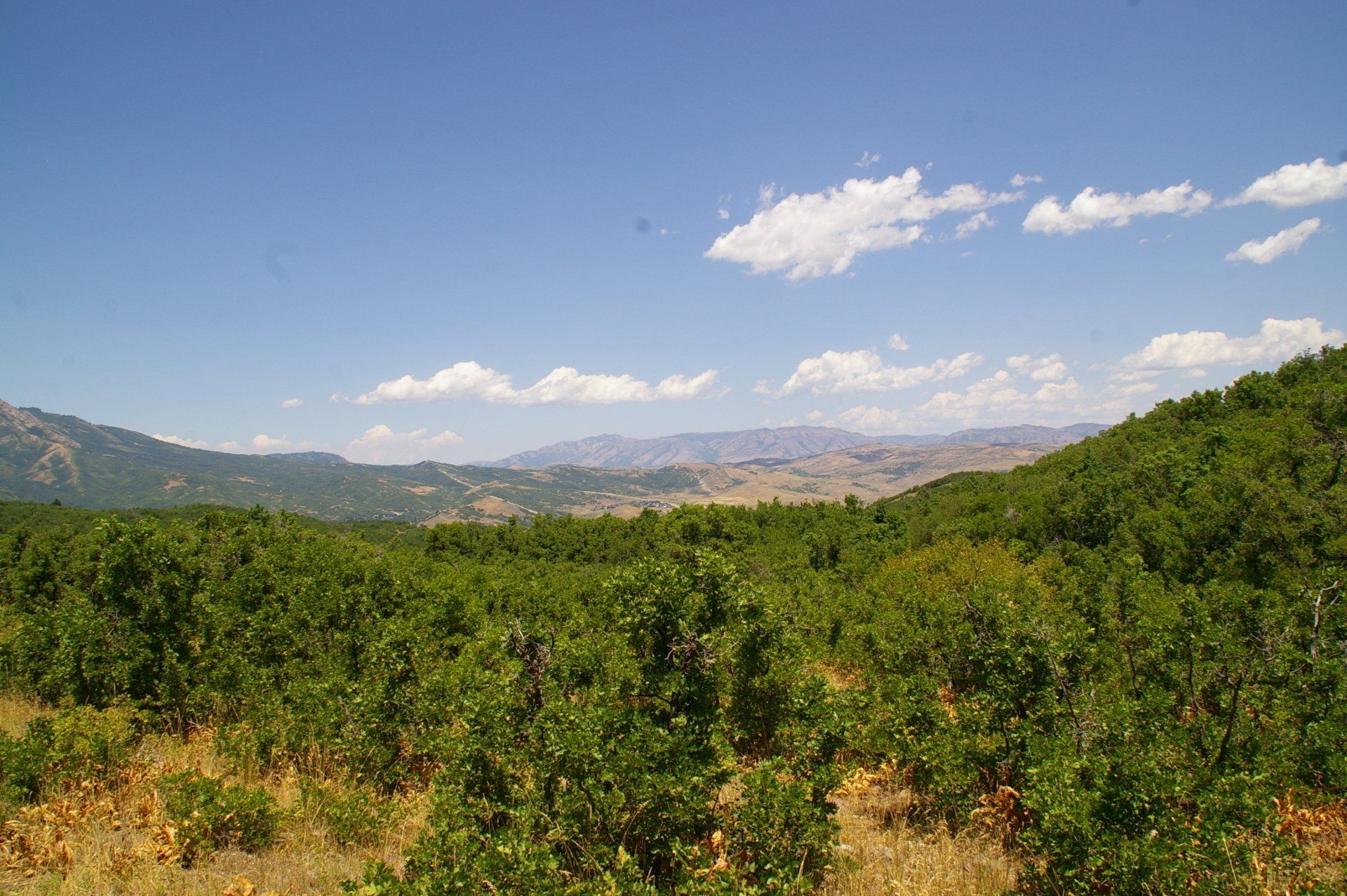 Vast green orchard under a blue sky dotted with clouds, with mountains in the background.