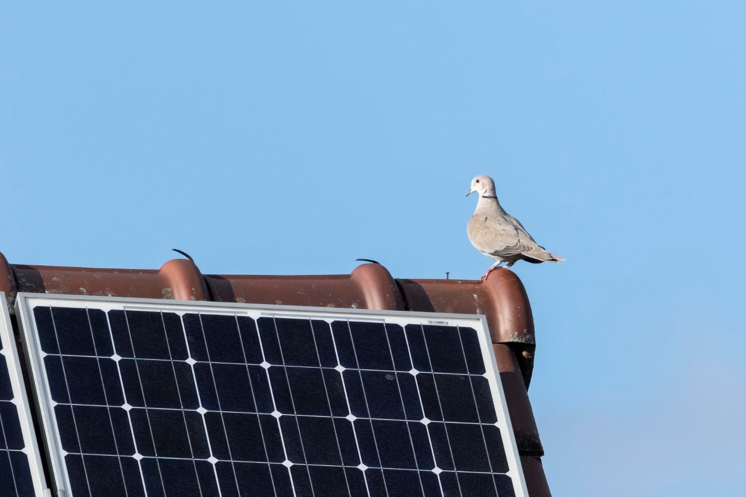 Solar Panel