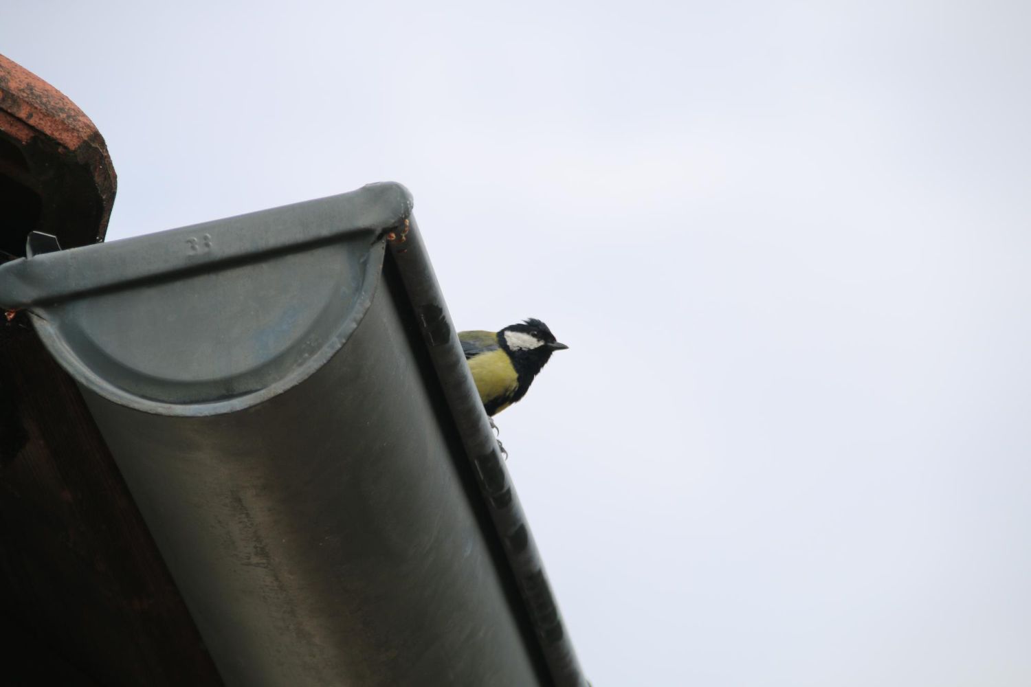 Gutter