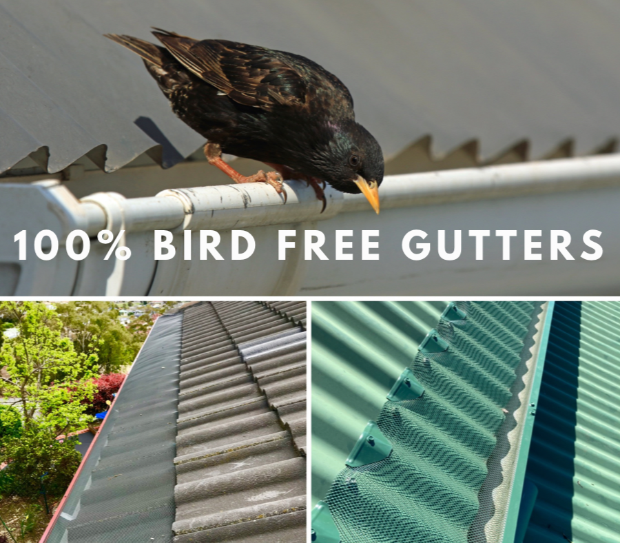 Gutter Guard King Tas Gutter Guard A bird is perched on a gutter with the words bird free gutters above it