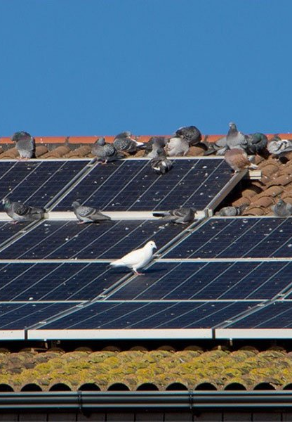 Protect Your Solar Panels A white pigeon is sitting on top of a solar panel