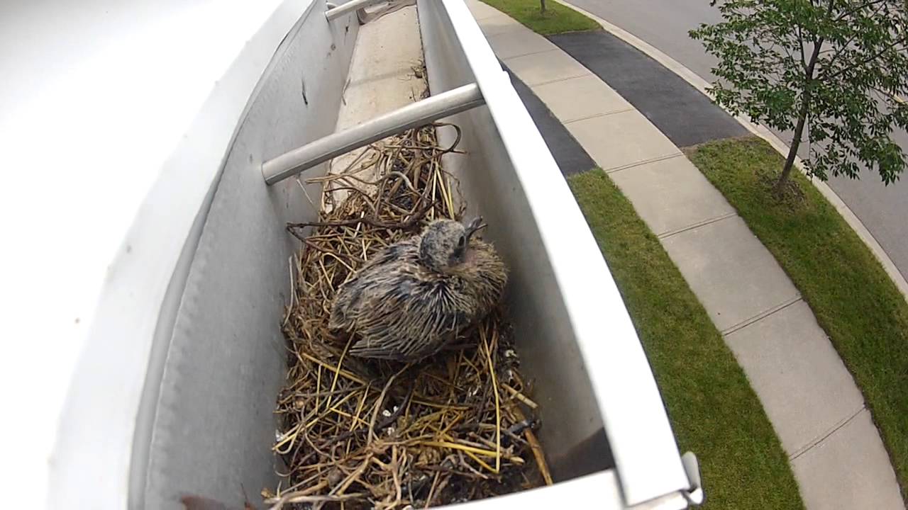 A bird is sitting in a gutter next to a sidewalk