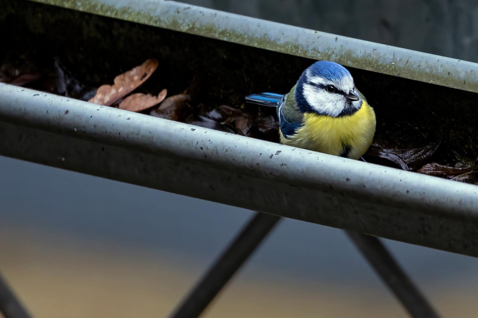 A blue and yellow bird is perched on a gutter