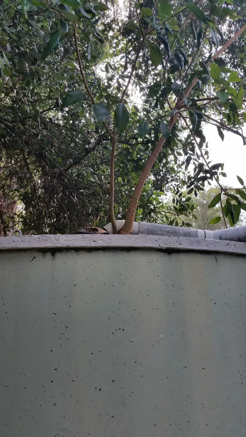 A Water Tank Behind a Tree — Tink's Water Tank Cleaning in Harrington, NSW