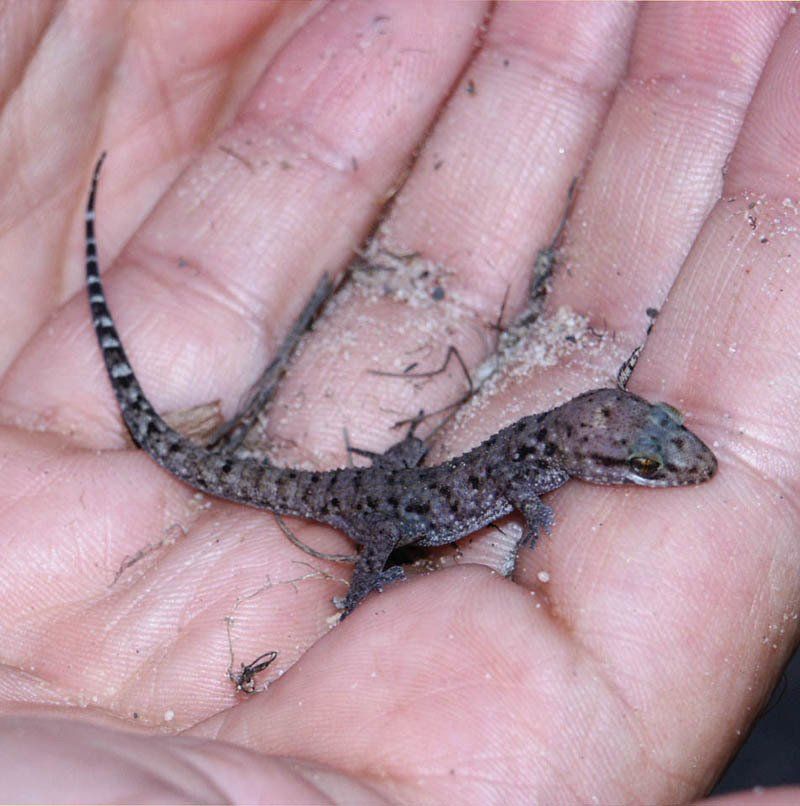 Small lizard (skink), Kakadu