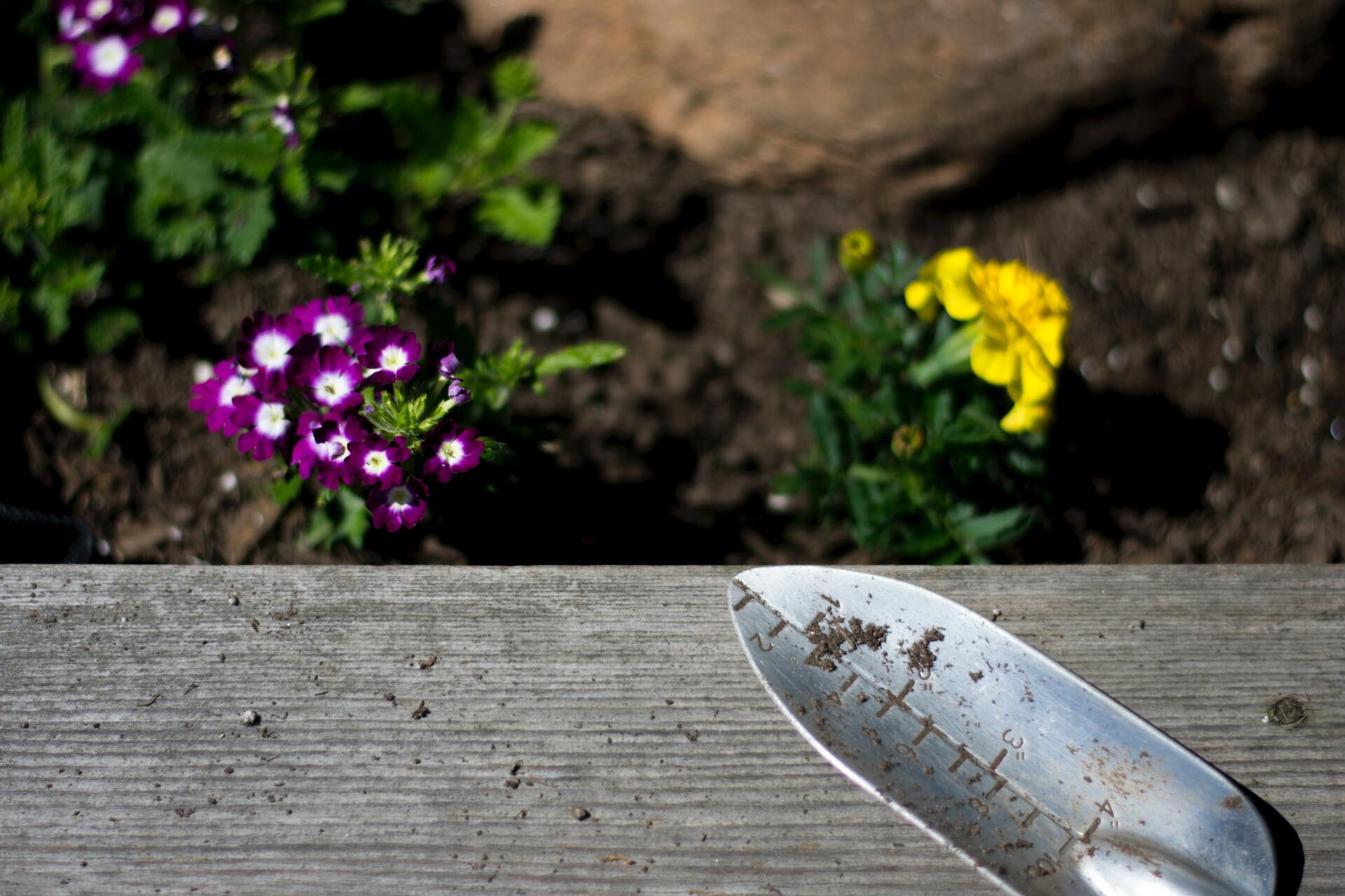 Gardening trowel on a wooden plank beside purple and yellow flowers in soil