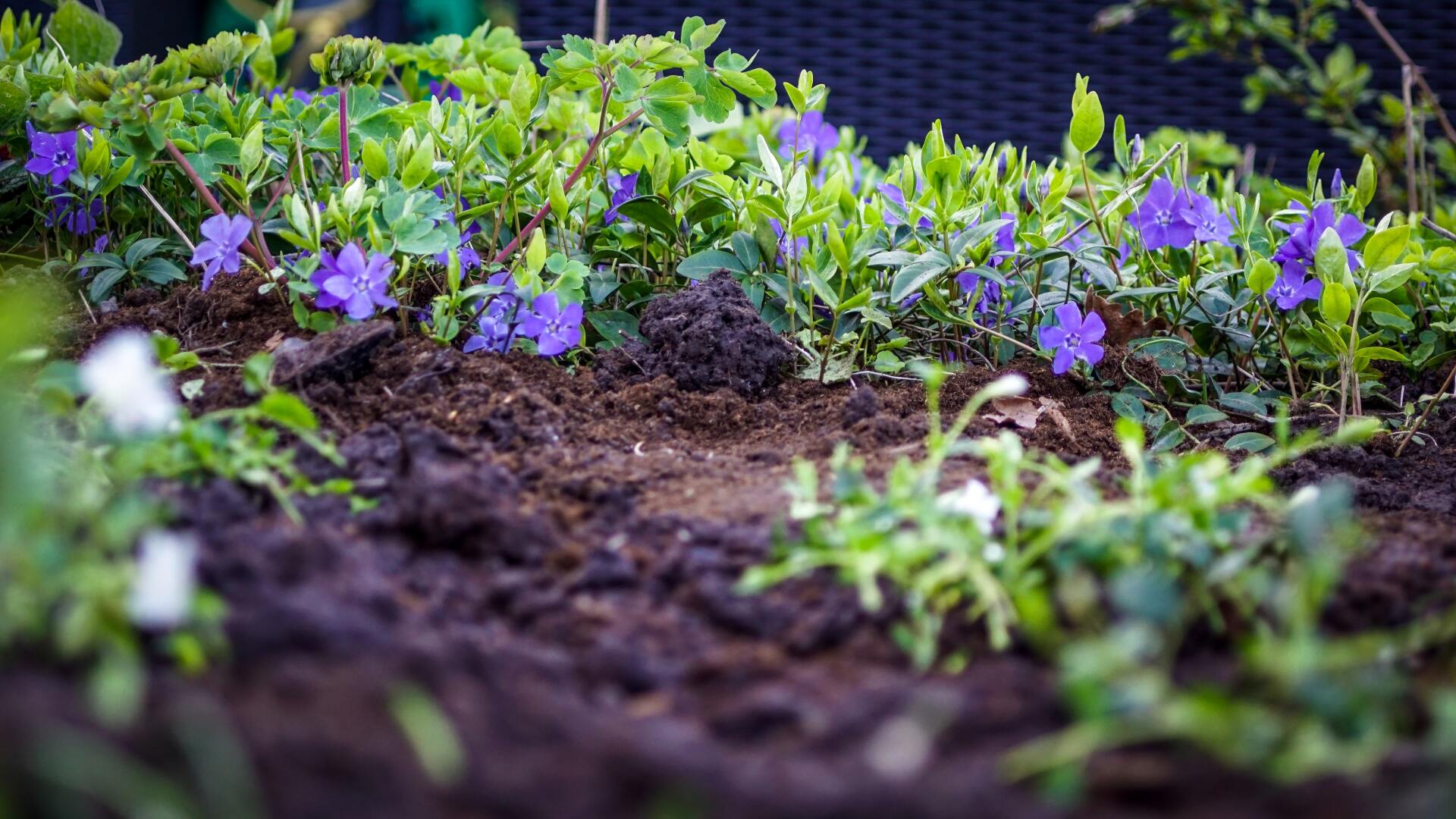Fresh green and purple flowers sprouting in a garden bed with dark soil in the foreground