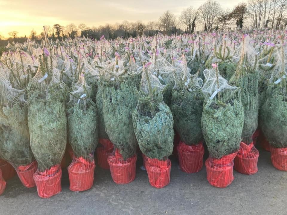 Rows of bundled Christmas trees ready for sale, wrapped in netting and red stands.