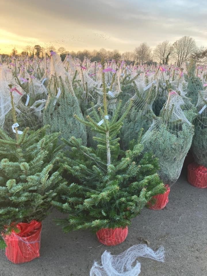 Christmas trees wrapped in netting and red stands, outdoors at dusk.