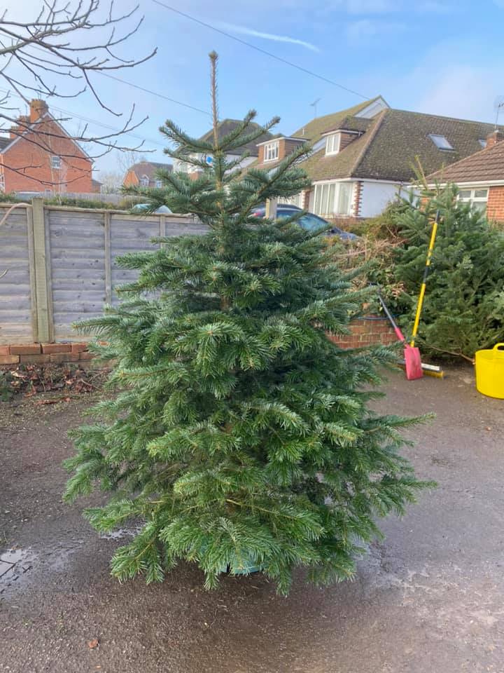 A freshly cut Christmas tree, green and full, on a driveway with houses and a fence in the background.