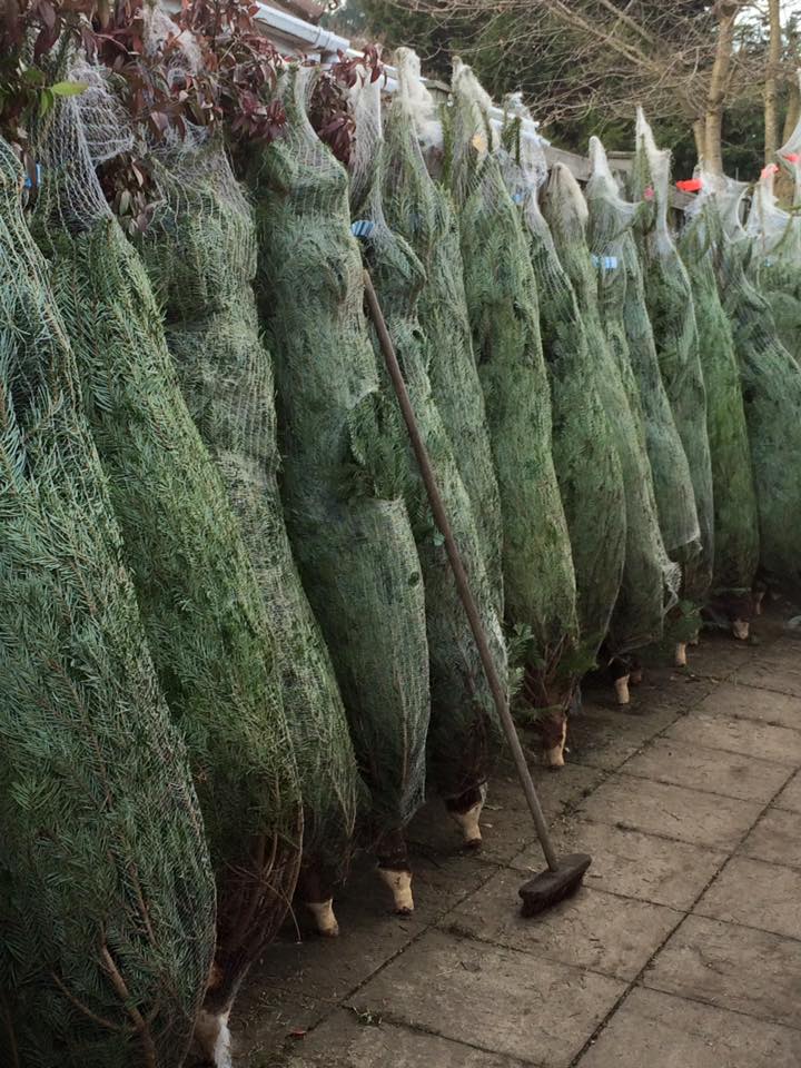 Rows of bundled Christmas trees standing on a tiled surface, ready for sale.