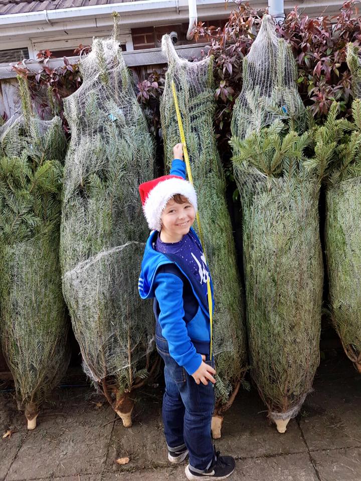 Boy in Santa hat measures a wrapped Christmas tree with a yellow tape in front of a row of similar trees.