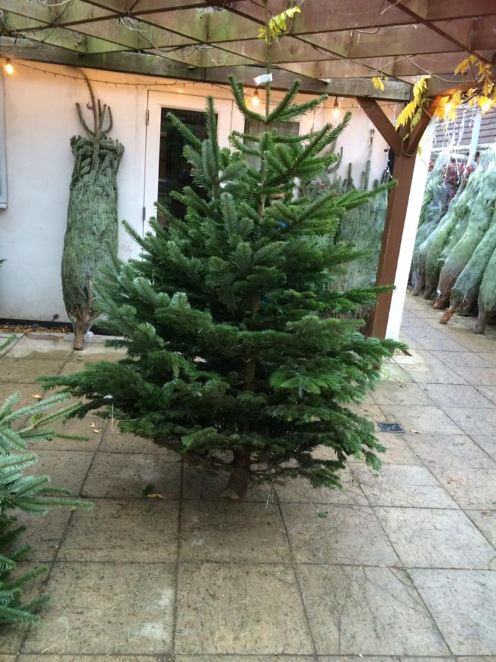 Christmas tree on a tiled patio, under a wooden trellis, near a white building.
