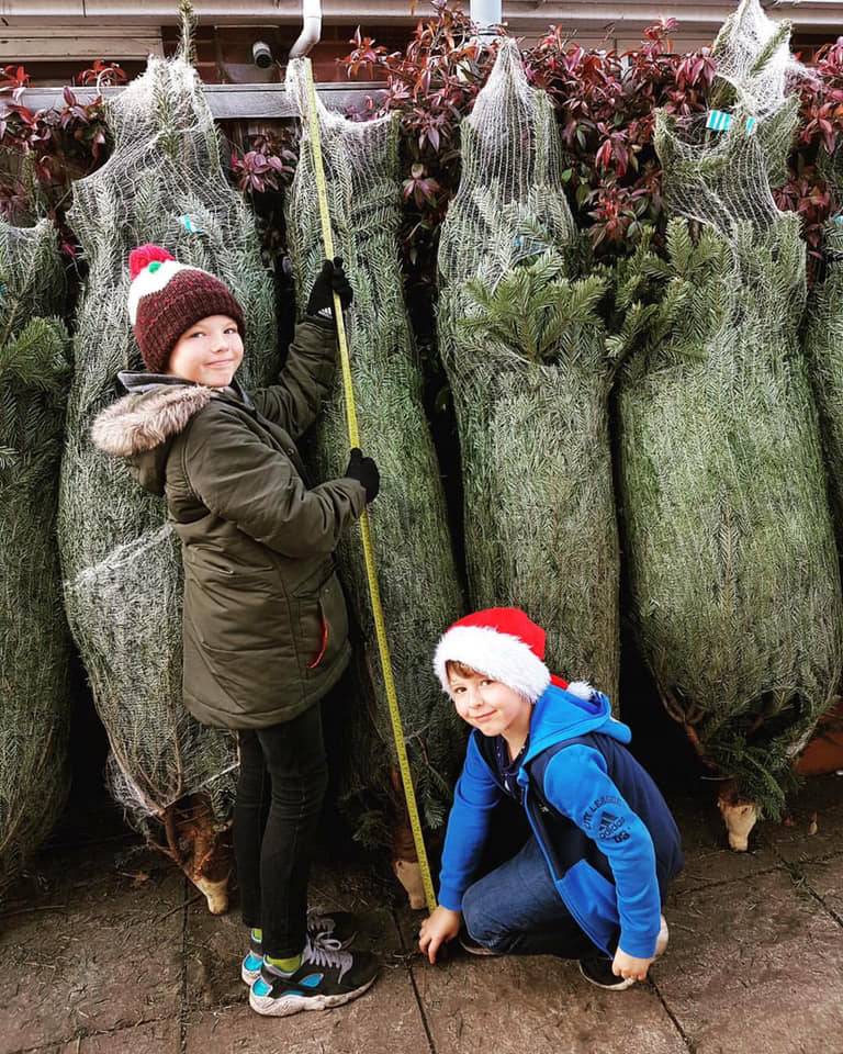 Two children measure a wrapped Christmas tree with a measuring stick; trees in the background.