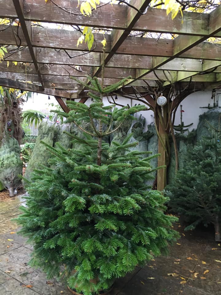 Green Christmas tree under a wooden pergola, foliage in the background.