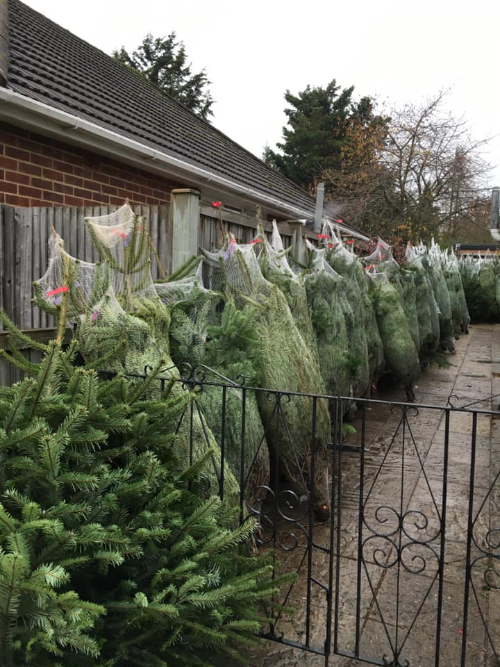 Row of wrapped Christmas trees lined up outside a brick building and fence.