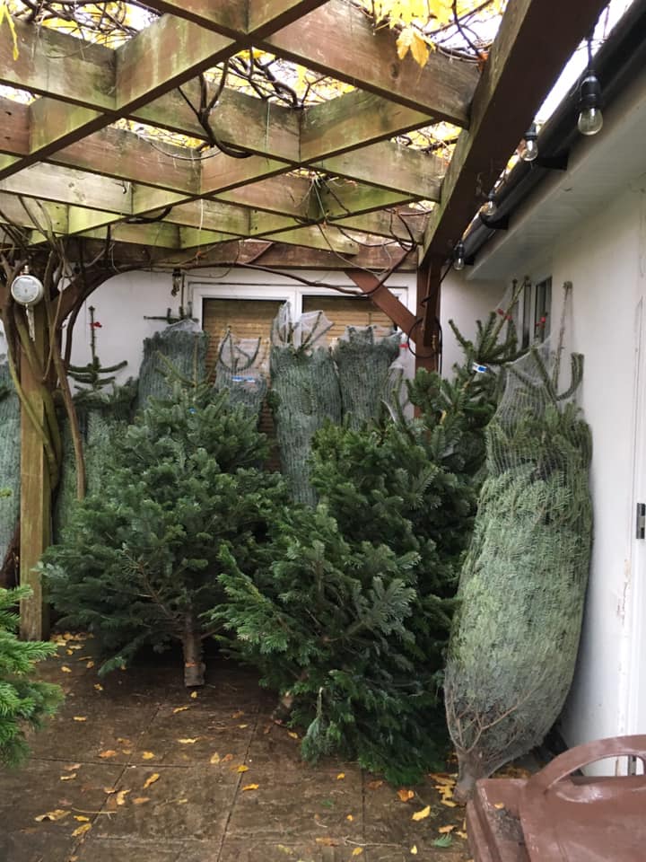Christmas trees wrapped in netting under a wooden trellis, beside a white wall.