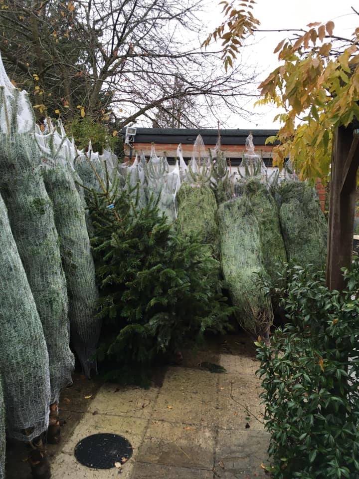 Christmas trees wrapped in netting, lined up outdoors.