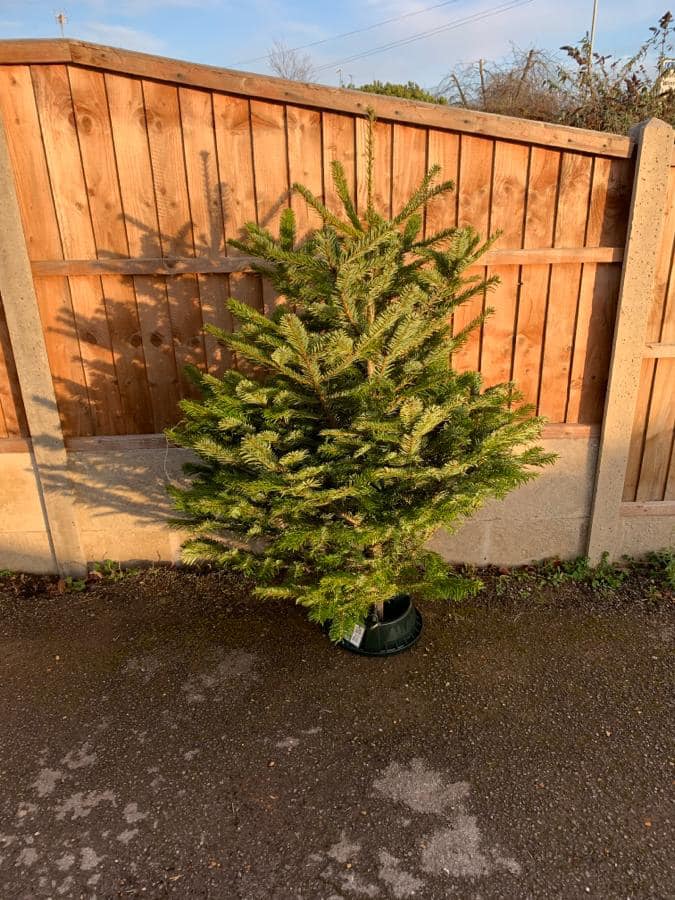 Fir Christmas tree in a black stand, set against a wooden fence.