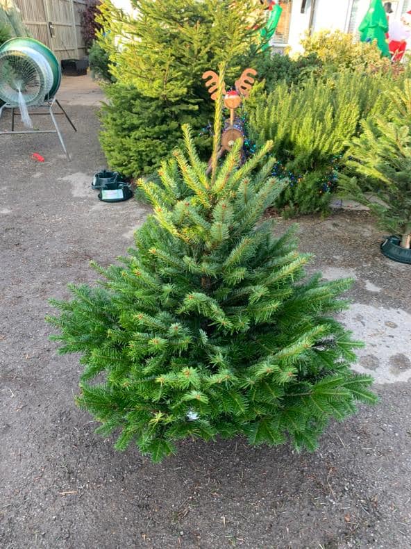 Small evergreen Christmas tree with metal reindeer topper. Outdoors on a gravel surface.