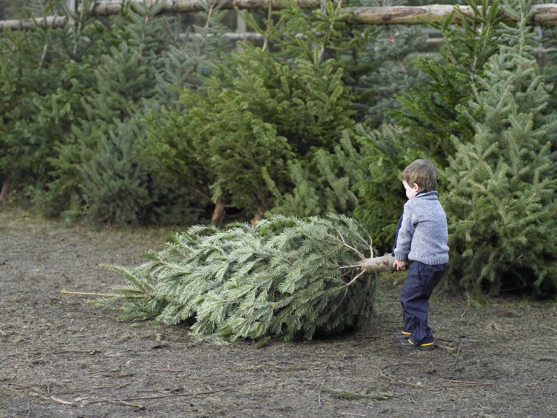 Boy pulls a large Christmas tree on a muddy ground at a tree farm.