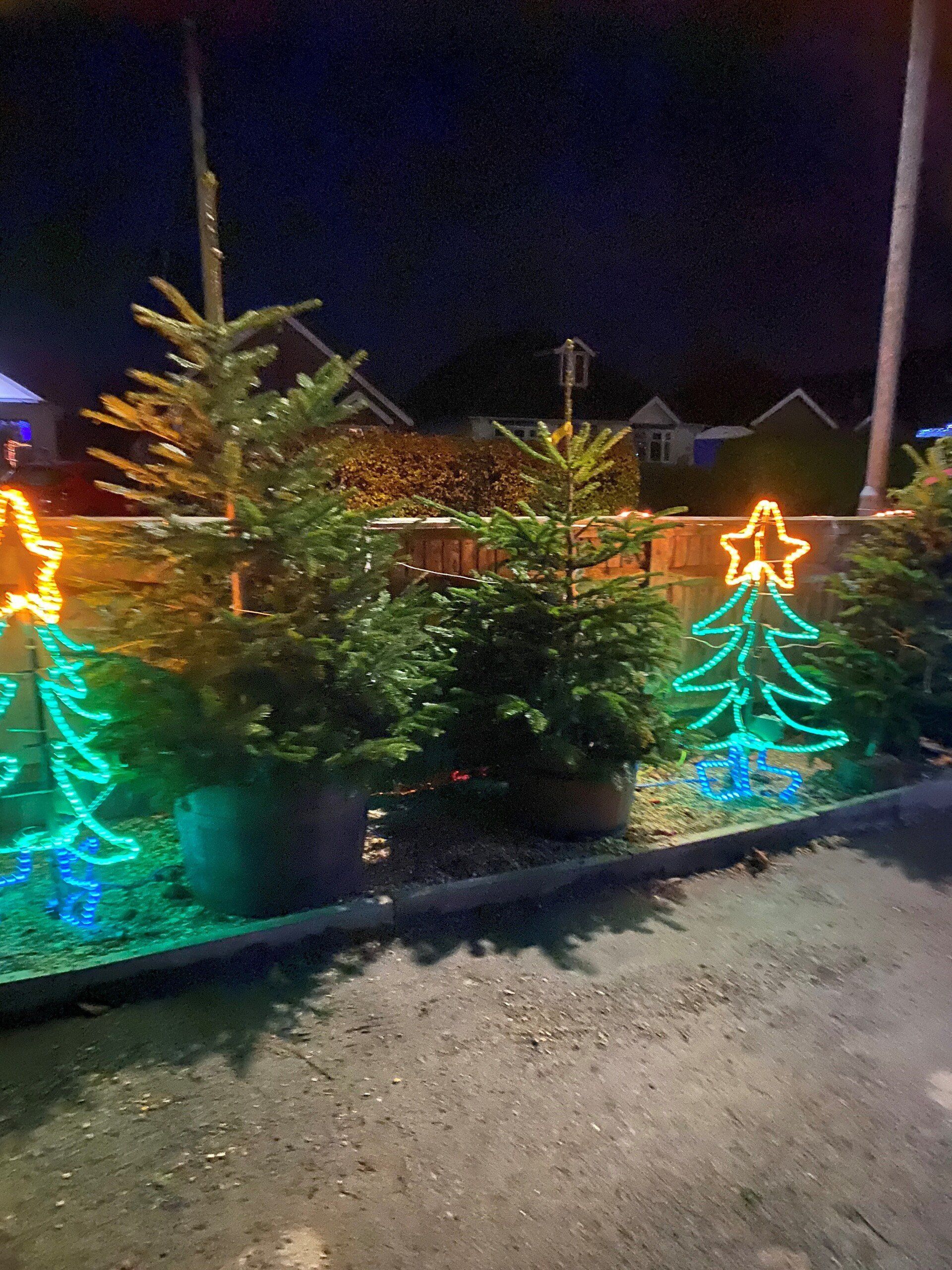 Christmas trees in pots, next to brightly lit tree-shaped decorations, at night.