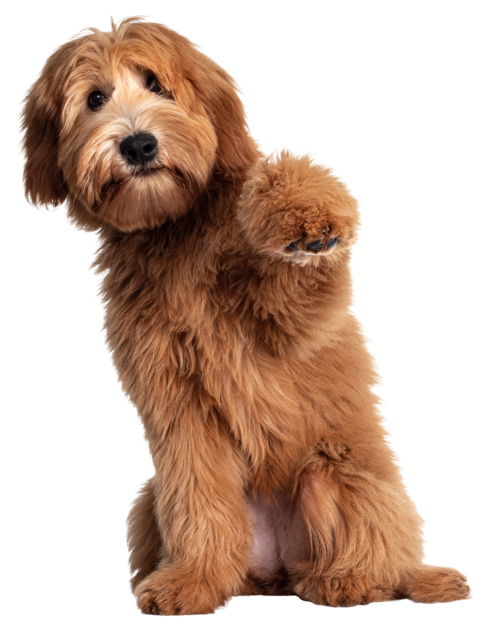 A brown dog is sitting on its hind legs on a white background.