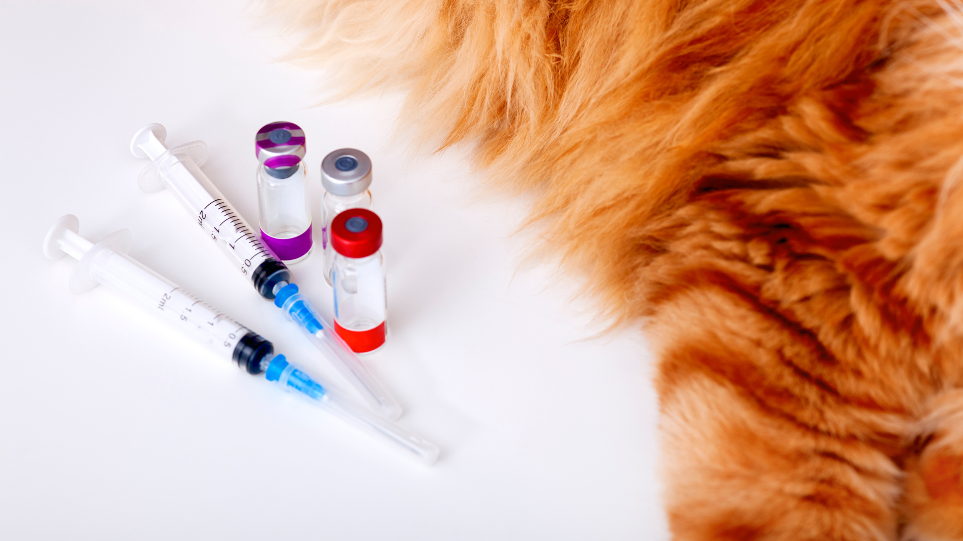Rabies Vaccination Certification