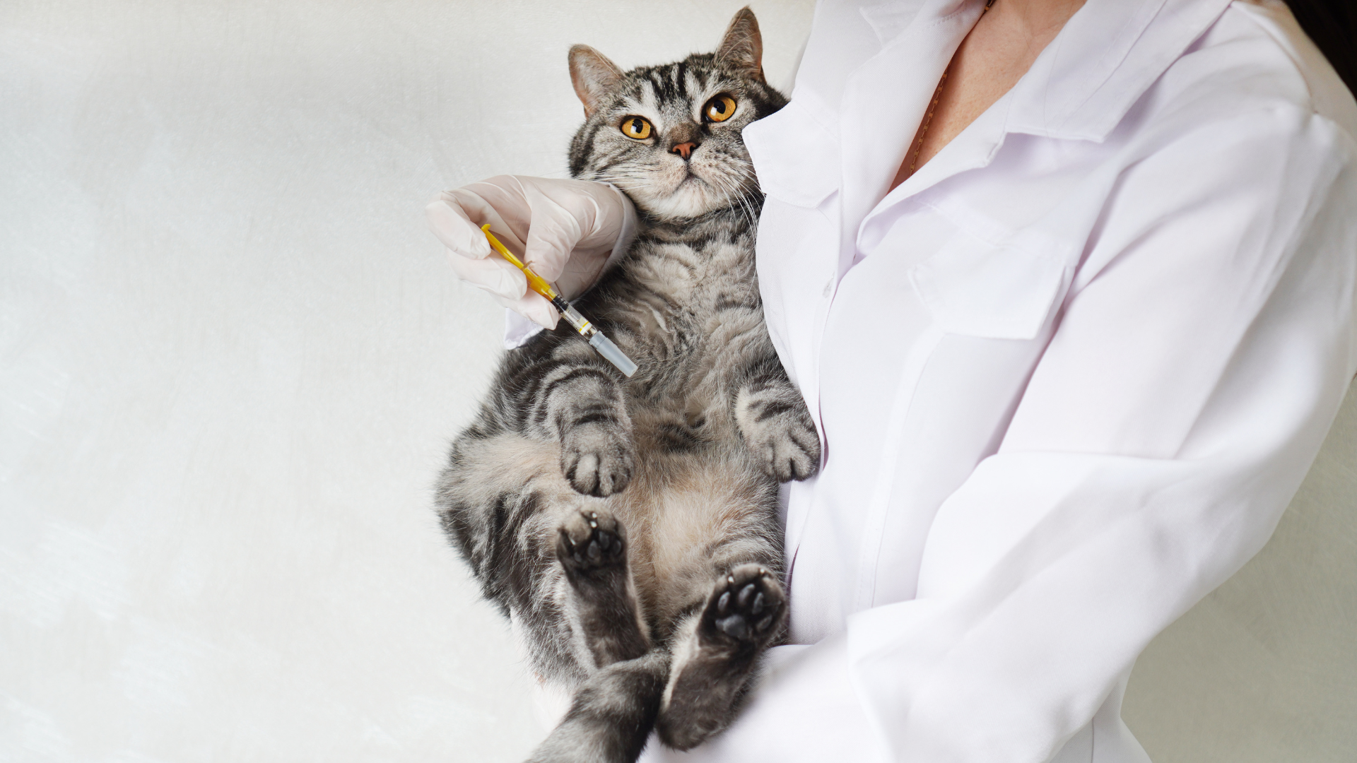 Expert Care for Your Pet