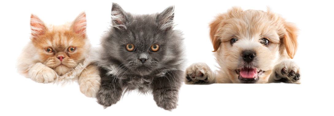 A cat , a puppy and a kitten are peeking over a white sign.