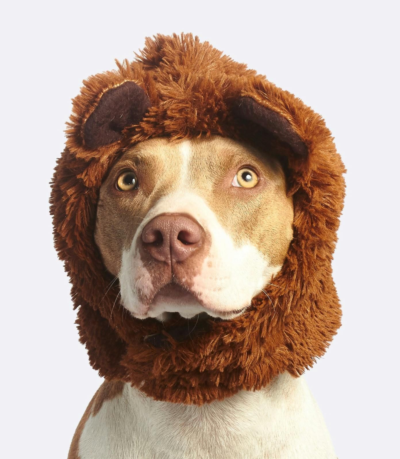 Vaccination and Boarding Packages
