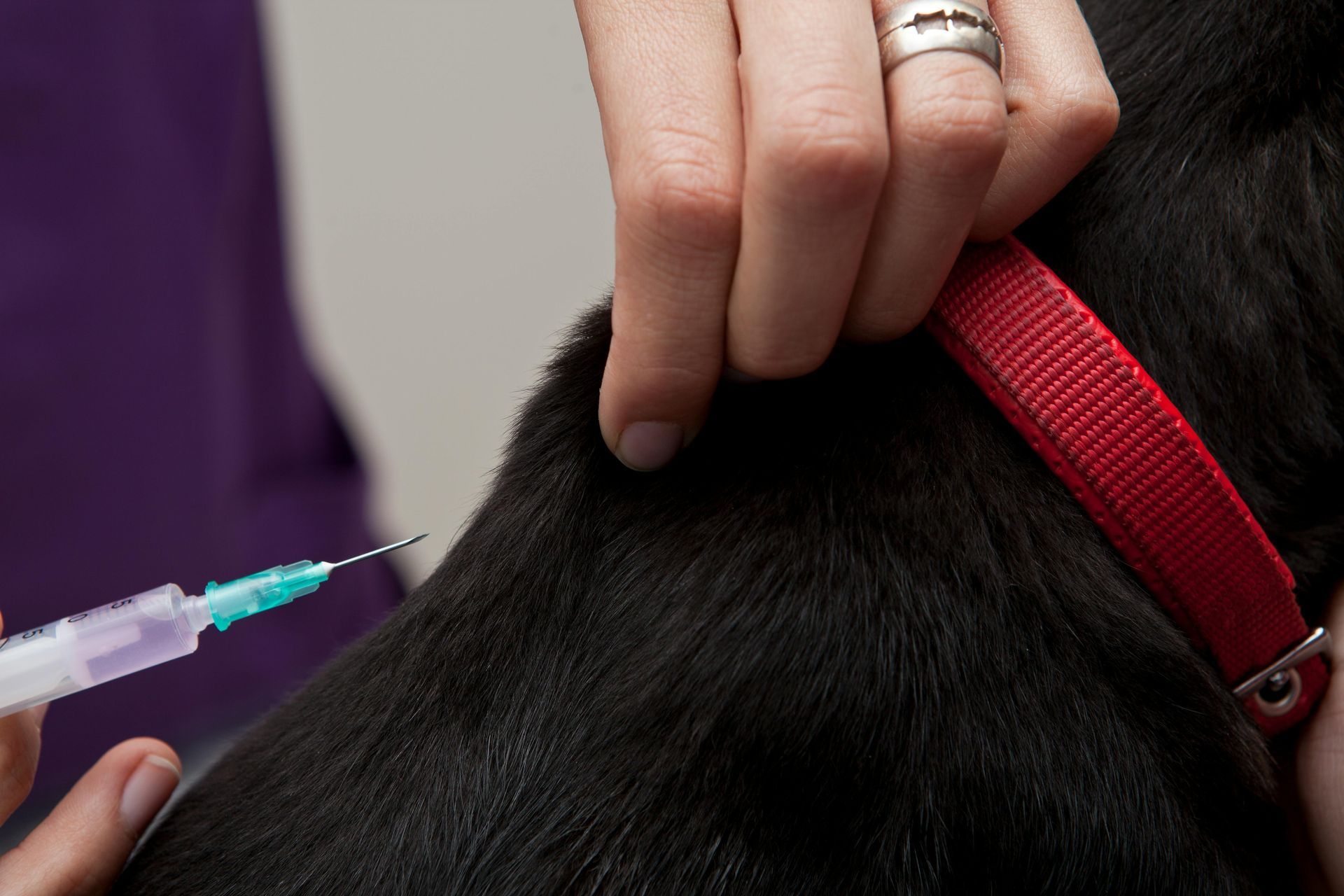 Pets Connect Atlanta