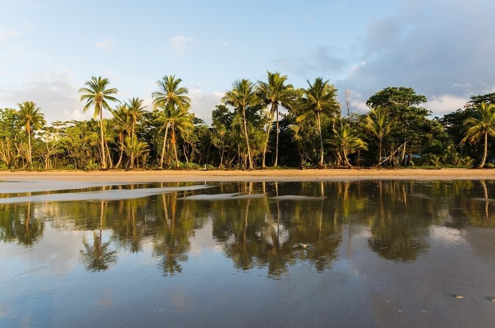A Row Of Palm Trees Are Reflected In The Water Of A Beach — A & B Lattice World & Patios In Cassowary Coast, QLD
