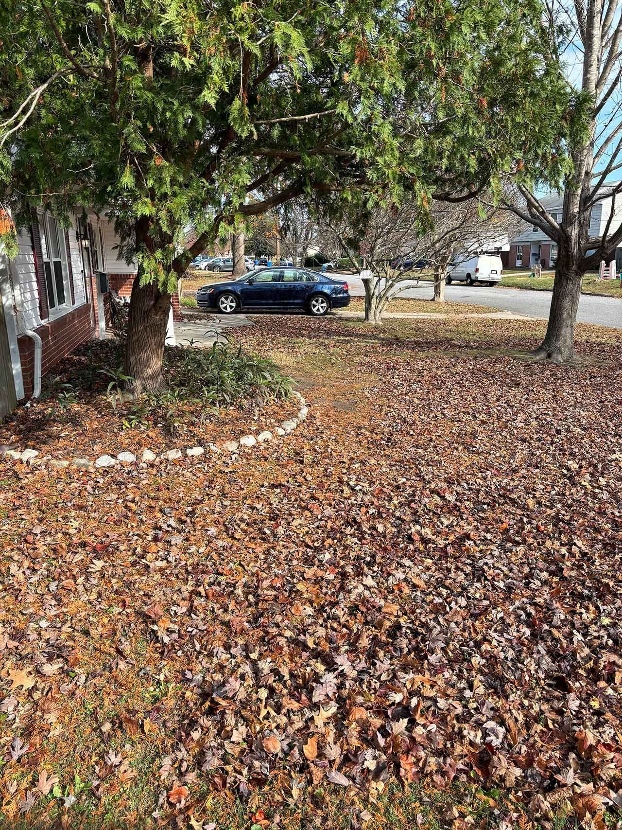 Property Clean Ups