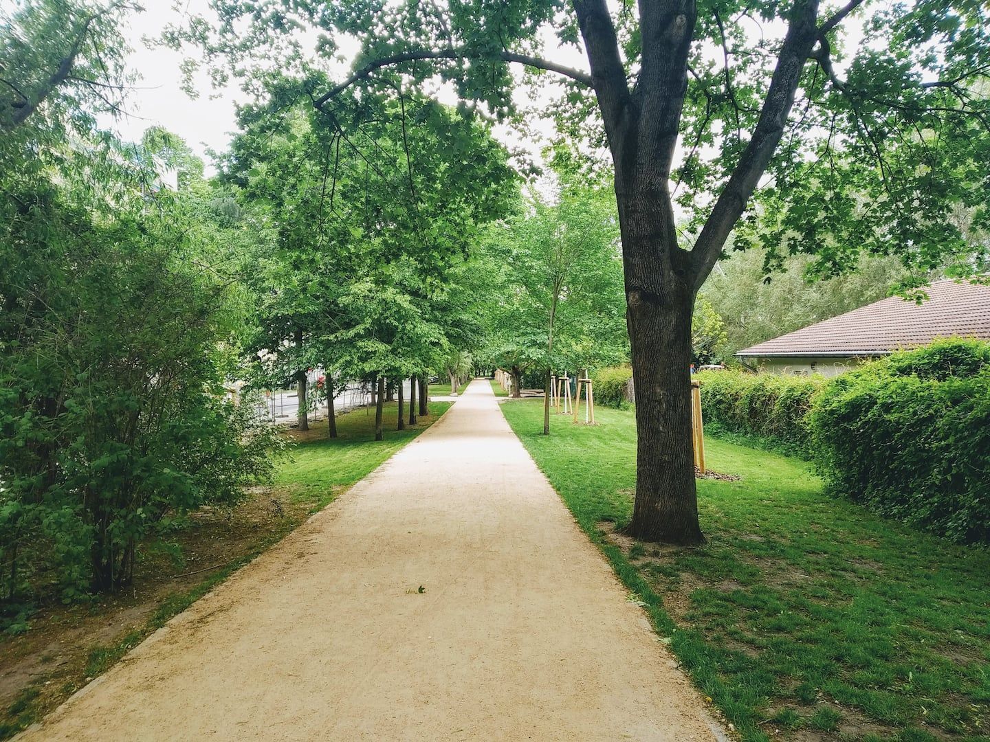 A path in a park in Berlin with trees on both sides