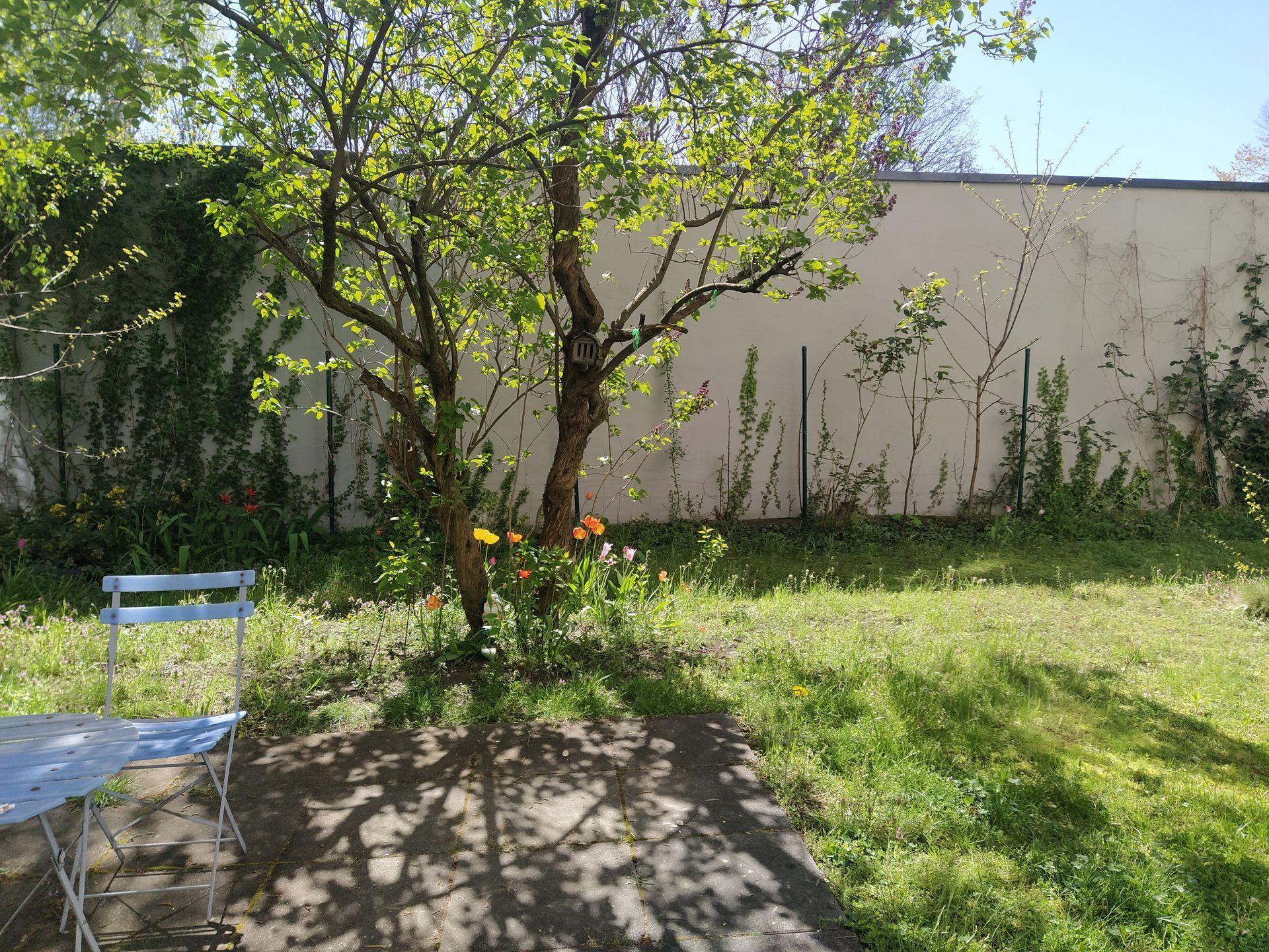 There is a tree in the middle of the yard with a chair in the foreground just outside of our holiday apartment in Berlin.