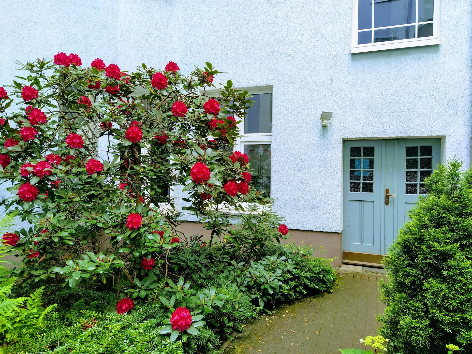 Vor unserer Ferienwohnung in der Nähe vom Mauerpark im Prenzlauer Berg wachsen schöne Büsche mit roten Blumen davor