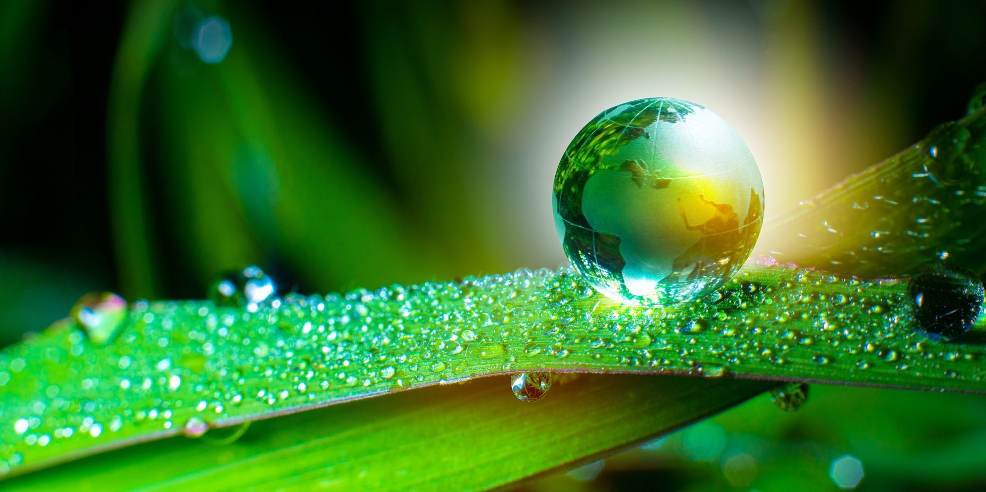 A drop of water on a green leaf with a globe in it.