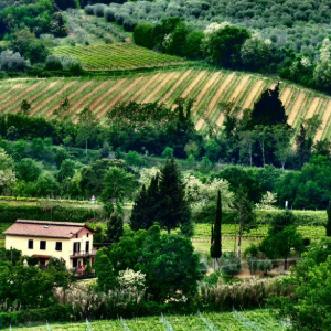 Rolling green hillside vineyard with rows of crops and a small farmhouse among trees
