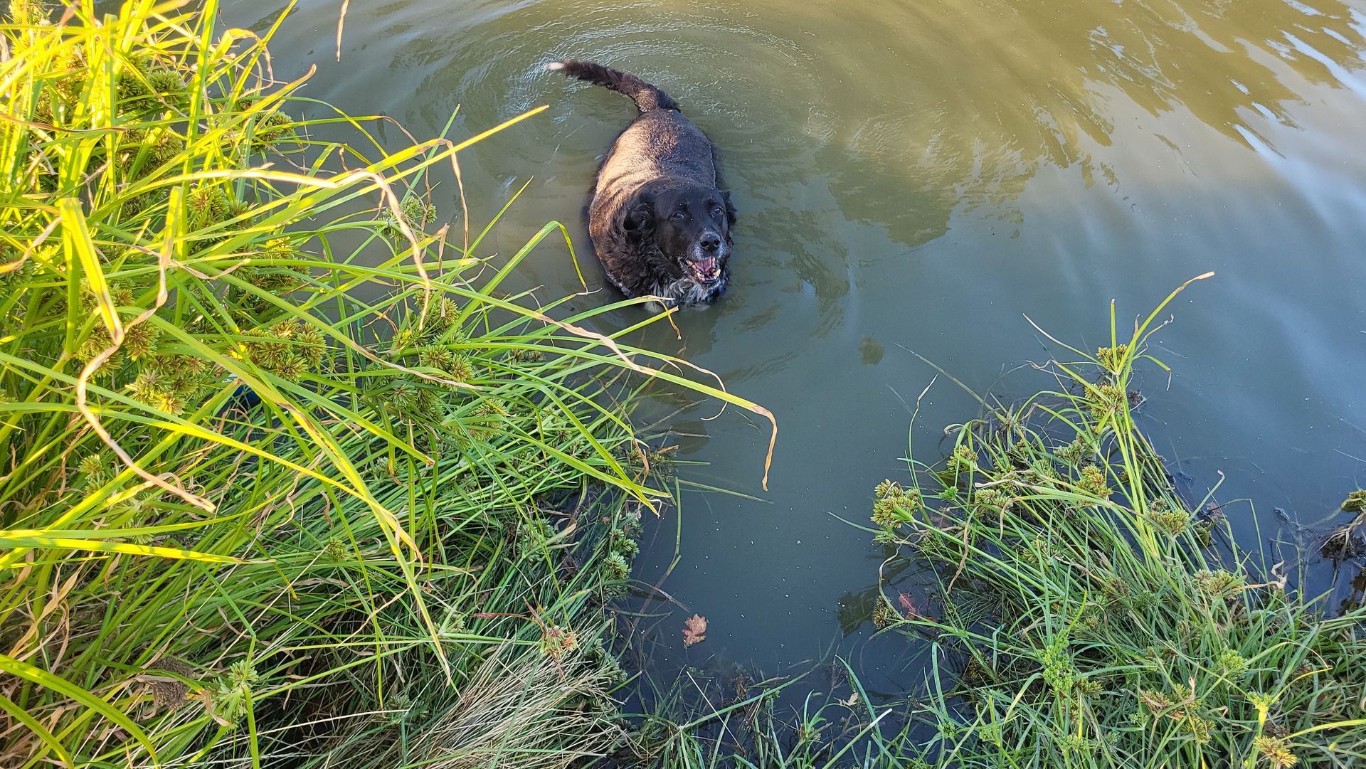 A dark-furred nutria swims in a murky pond near grassy banks.
