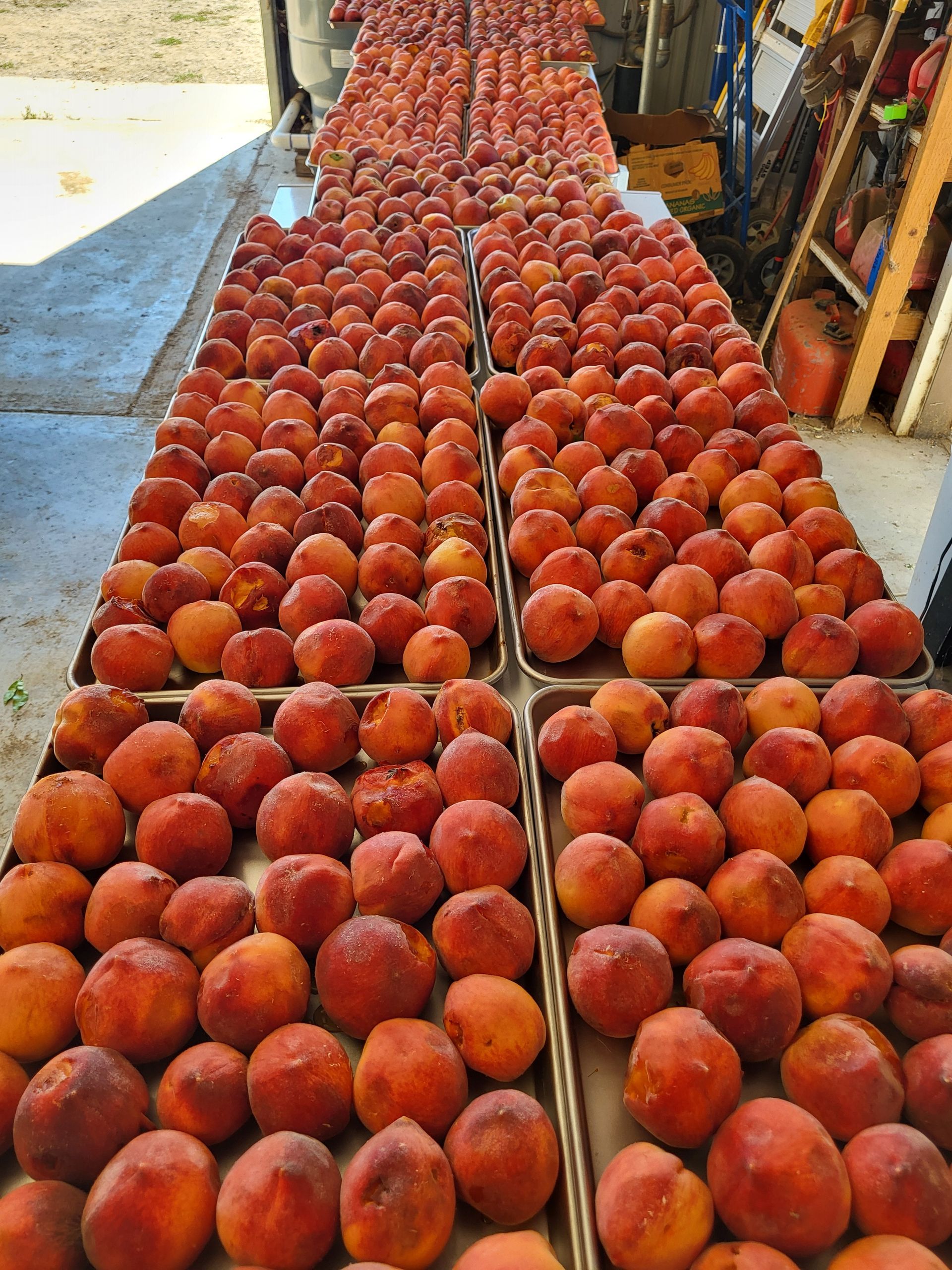 Many metal trays filled with ripe, round, orange and red peaches arranged in rows on a concrete floor.