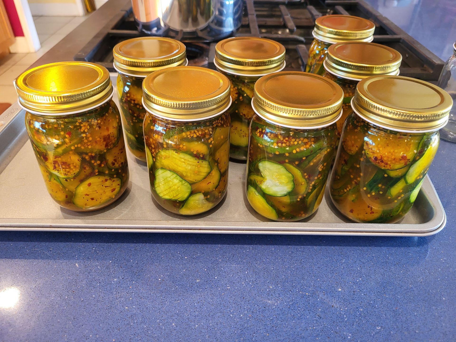 Eight jars of homemade pickles with gold lids arranged on a baking sheet on a blue countertop.