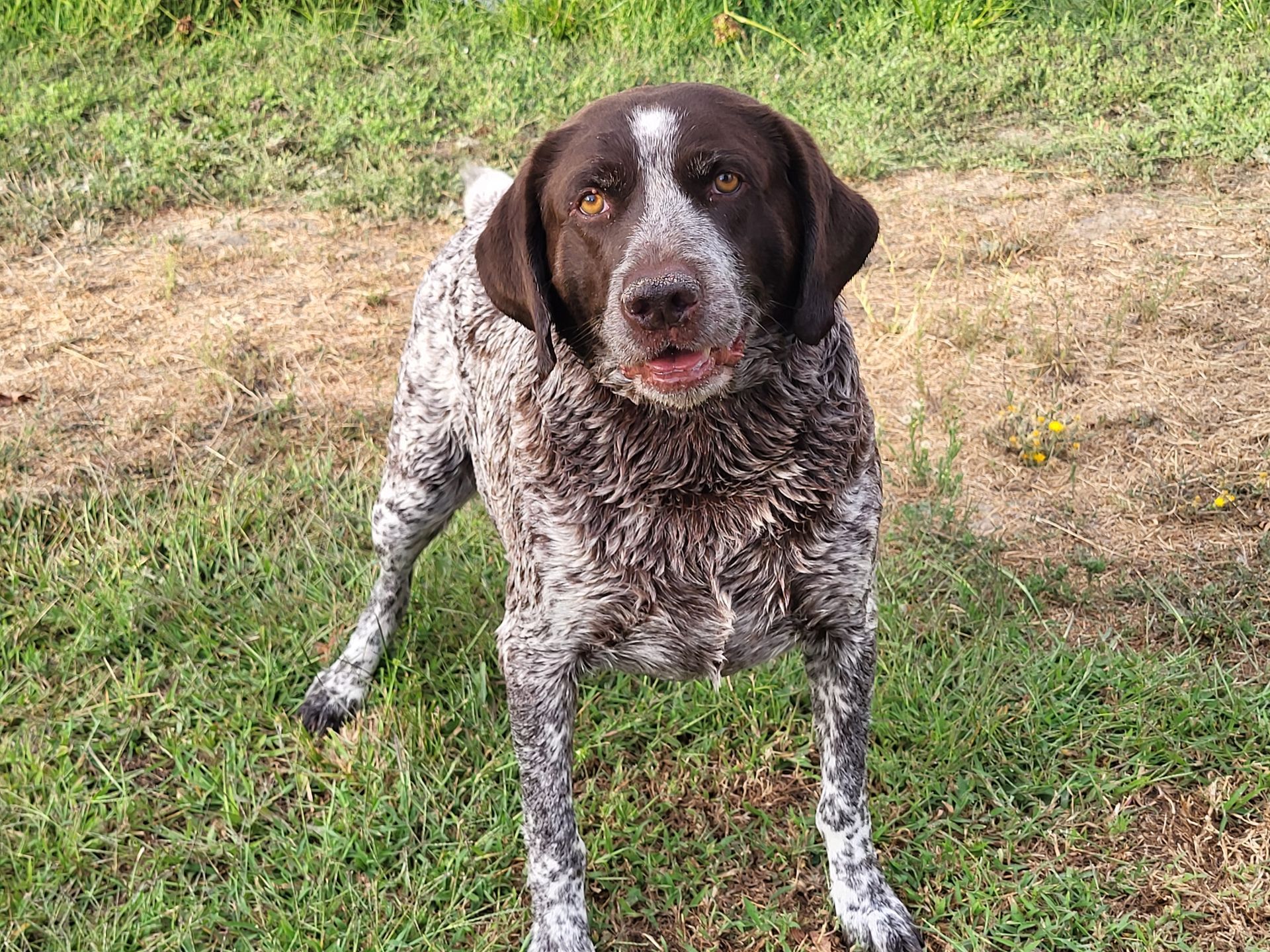 A brown and white ticked German Shorthaired Pointer stands in a grassy field looking toward the camera.