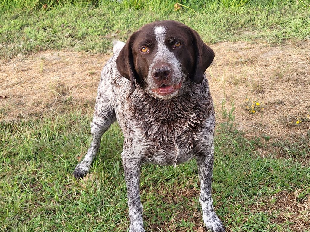 A German Shorthaired Pointer with a liver and white ticked coat stands on a grassy lawn, looking toward the camera.