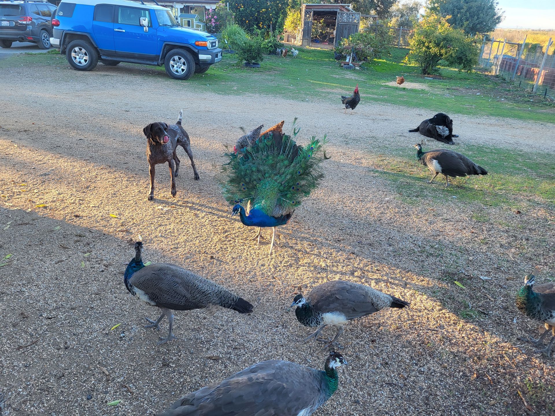 A dog stands near a group of peacocks on a gravel driveway, with a blue SUV parked in the background.