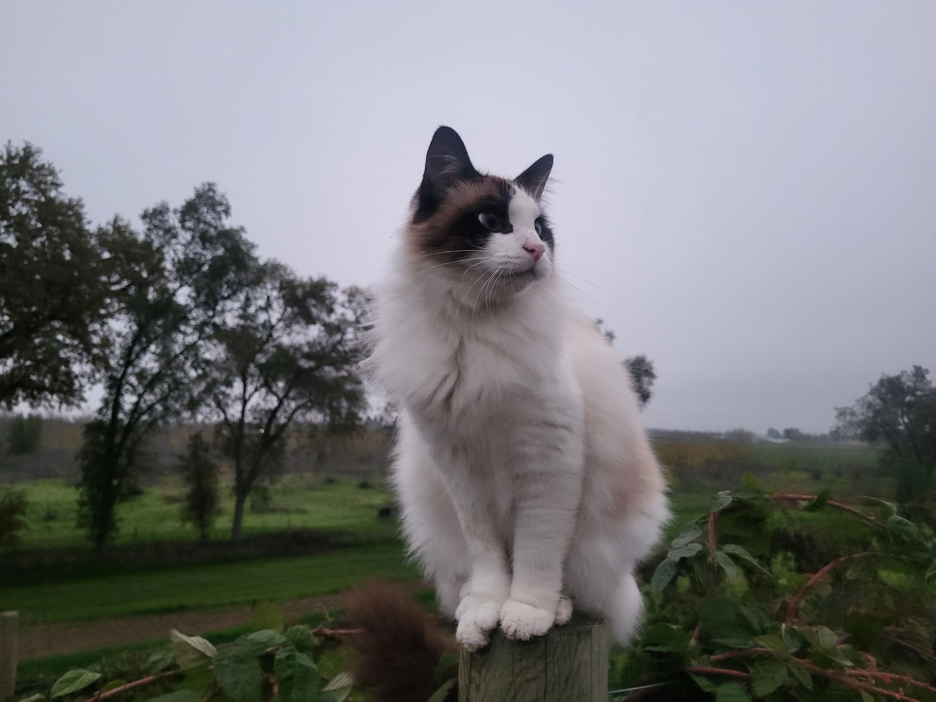 A fluffy, white and brown cat sits perched on a wooden post outdoors against a cloudy, rural landscape.