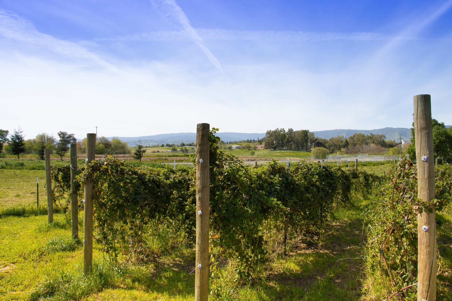 A line of wooden posts supports grapevines in a lush green vineyard under a bright blue sky.