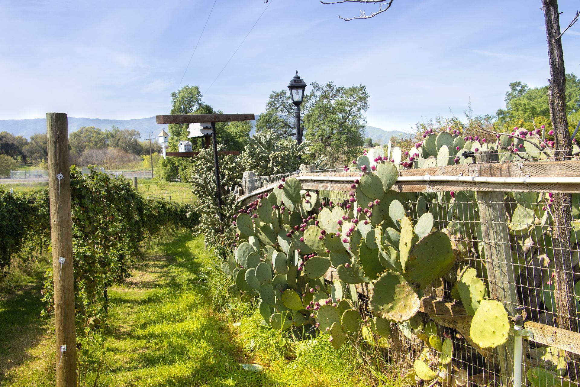 A row of prickly pear cacti grows along a fence in a grassy vineyard under a blue sky.