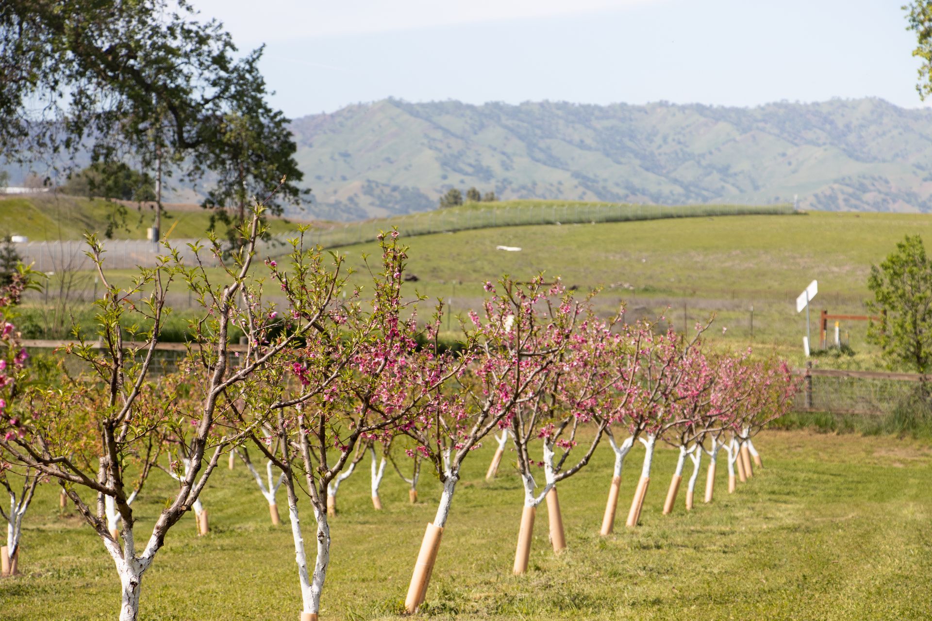 A row of young fruit trees with white-painted trunks and pink blossoms in a grassy field with rolling hills in the back.