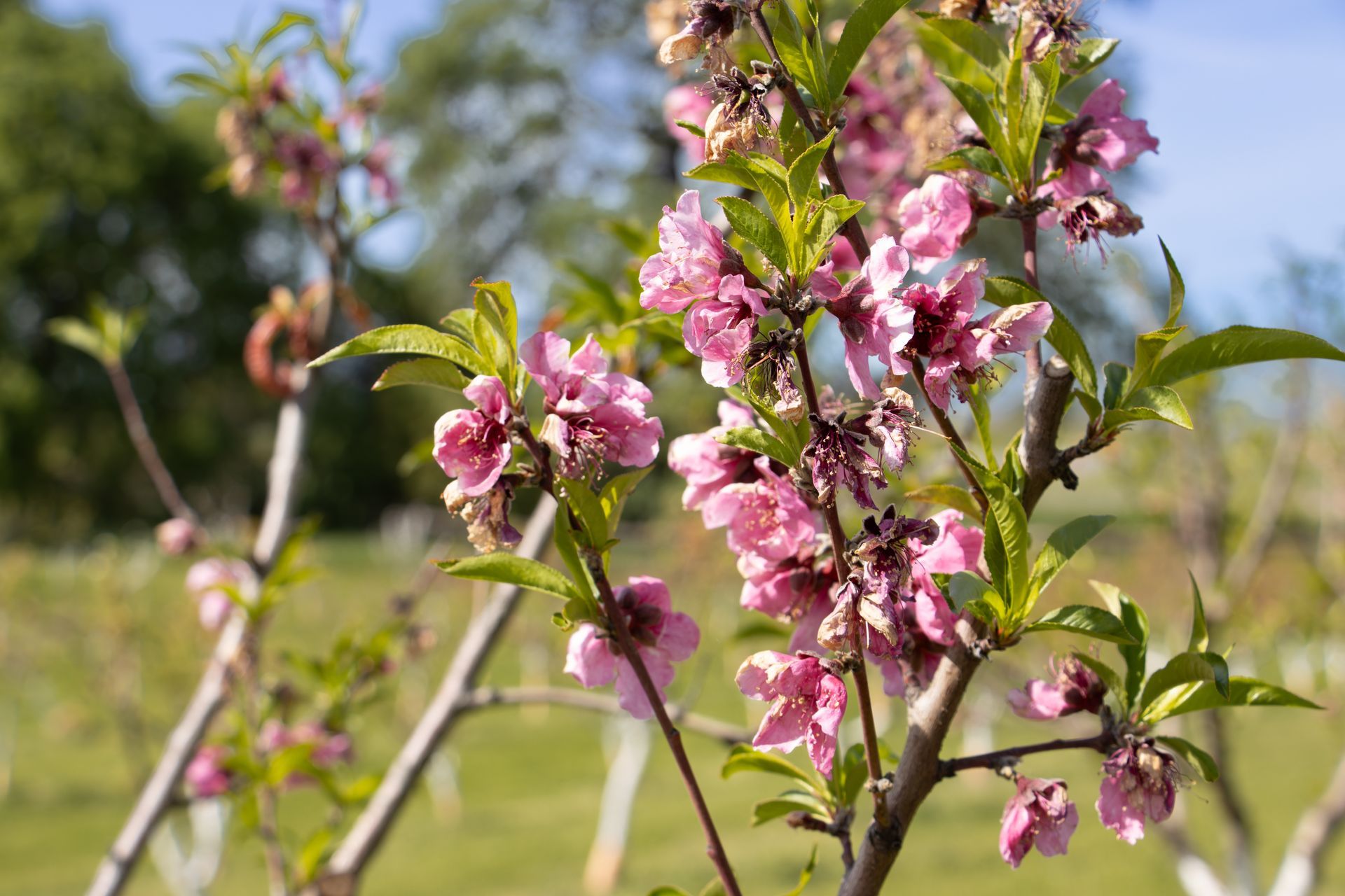 Close-up of pink peach blossoms blooming on a branch against a blurred green field and blue sky.